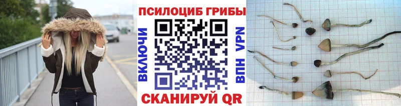 купить наркоту  Торопец  Галлюциногенные грибы ЛСД 